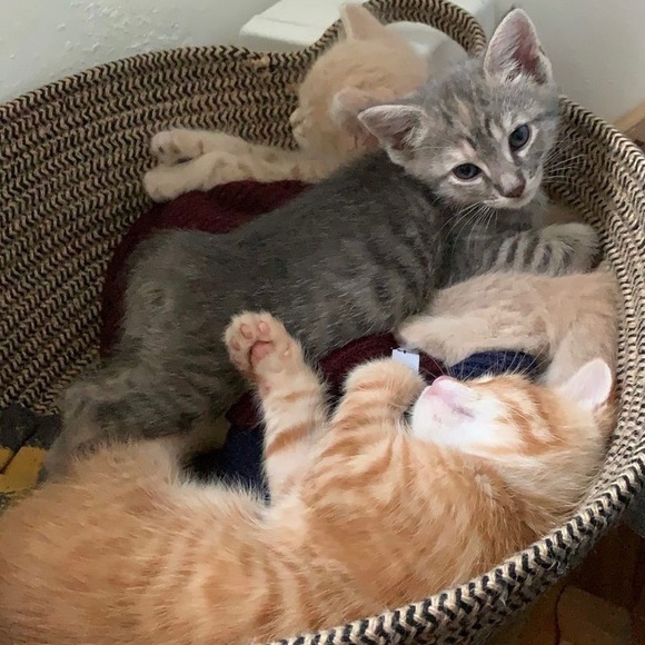 _gata